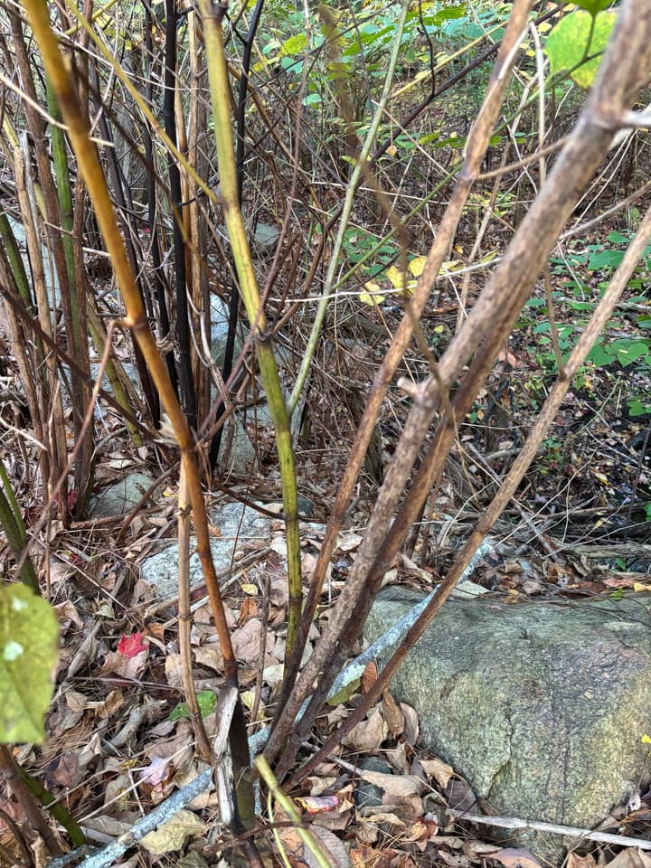 Knotweed at Turning Mill Pond