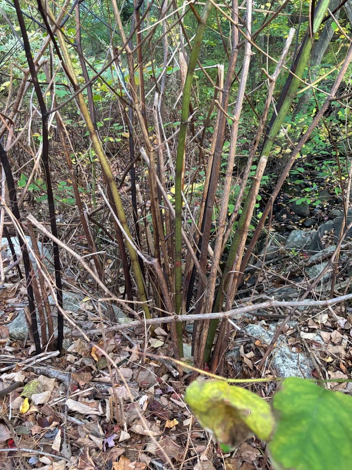 Knotweed at Turning Mill Pond