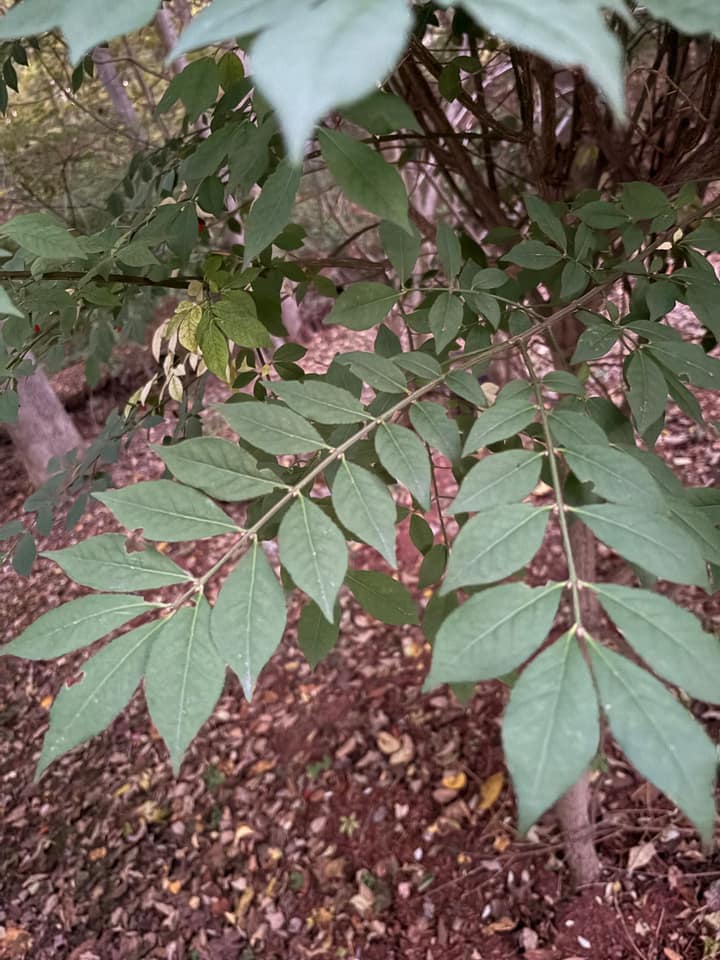 Burning bush at Turning Mill Pond