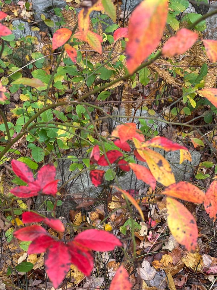 Burning bush at Wright Farm