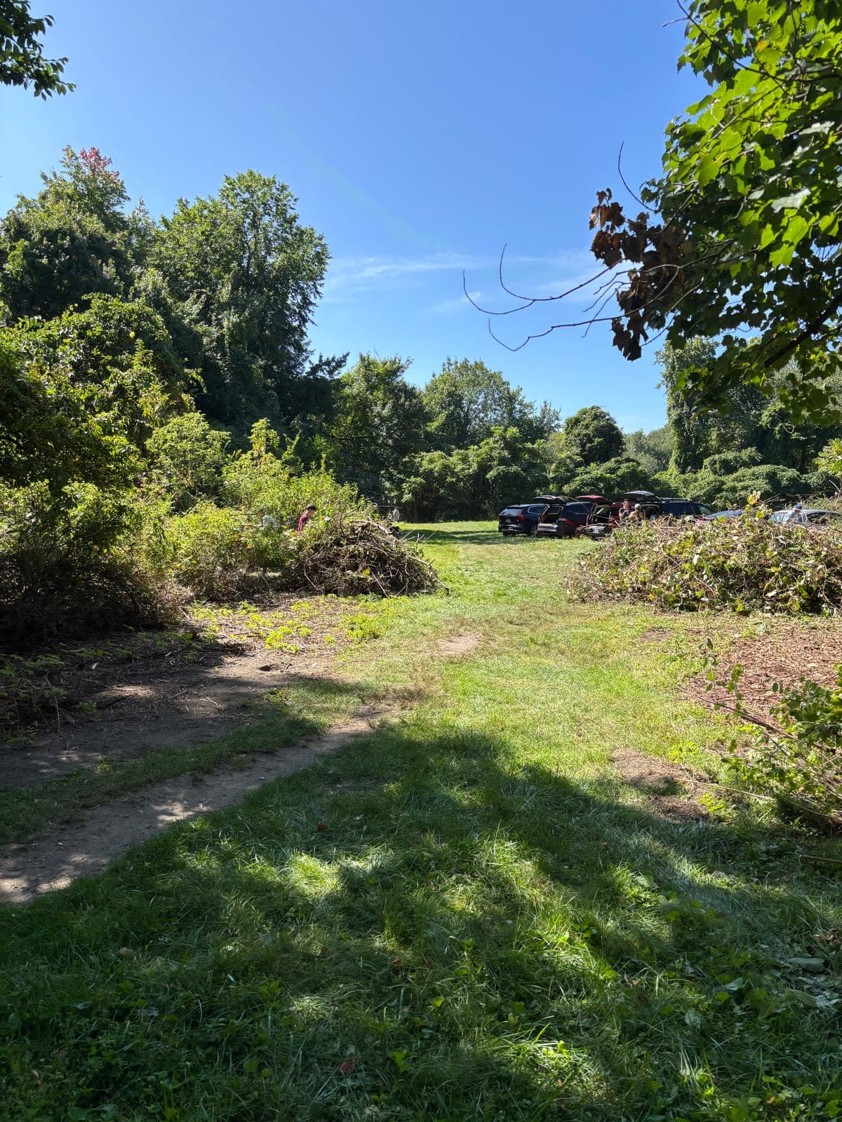 Two brush piles of cut vines and branches in the meadow at Hayden Woods, with volunteers' cars beyond